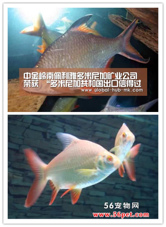 中金岭南佩利雅多米尼加矿业公司荣获 “多米尼加共和国出口信得过企业”资质【mk体育app】(图1) mk体育备用