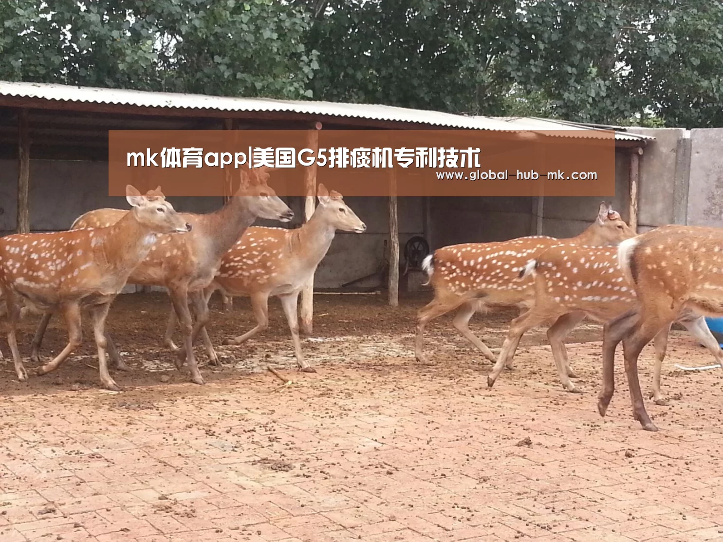 mk体育下载
