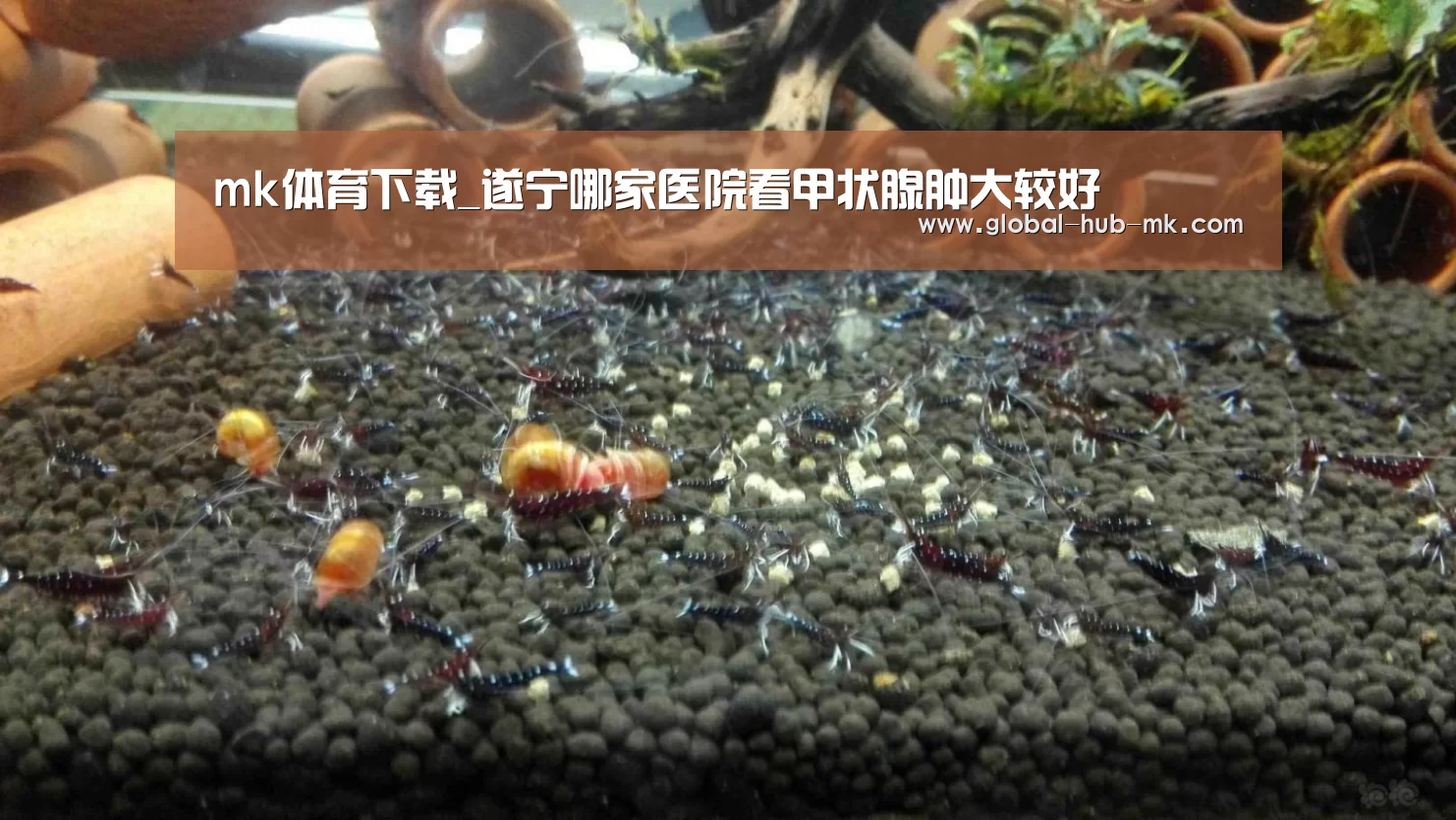 mk体育下载_遂宁哪家医院看甲状腺肿大较好(图1) mk体育备用